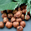 Orzechy laskowe 250 g Dalina całe orzechy - (17243071775)