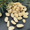 ORZECHY ZIEMNE PRAŻONE SOLONE 500 g Dalina - (17216383518)